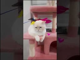#catlover #scottishfold #cat #catsofinstagram #catsoftiktok #catgram #catstagram #luxurykittens