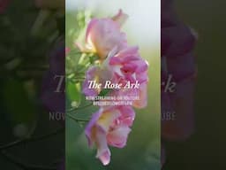Watch Now: A new film about our rose preservation efforts