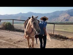 6 Year Old Palomino Gelding