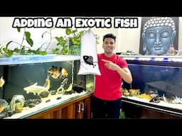 *Adding New Exotic Fish after Losing Santa Claus Parrot Fish*