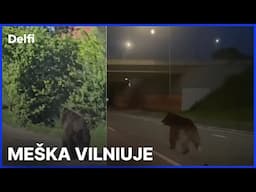 Tiesiogiai: spaudos konferencija dėl Vilniaus apylinkėse klaidžiojančios meškos
