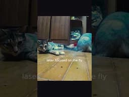 Cat had a mission but squad had other plans