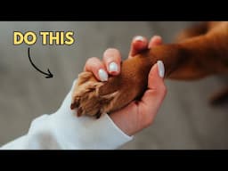 10 Ways to Tell Your German Shepherd You Love Them (So They Can Understand)
