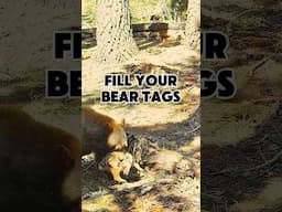 The Reason I Hunt Bears #predator