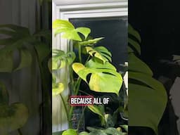 WHAT DO YOU THINK? #plants #tropicalplant #indoorplant