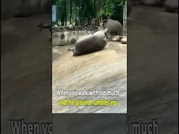 Rhino's Slip – In Slow Motion