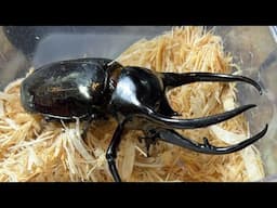 BEETLE Z กำลังถ่ายทอดสด! สามเขาชิรอน