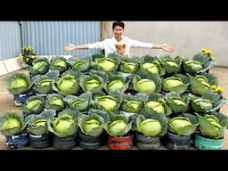 Super Easy Cabbage Growing Tips – Perfect for Complete Beginners!