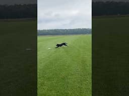 PROOF!!!  #dogtraining #gundogtraining #doglife #retreiver #pitbosswaterfowl #duckdog
