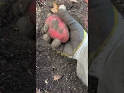 Harvesting Potatoes in Winter! #gardening #potatoes #harvest #winter