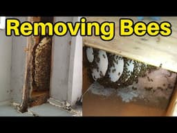 Beekeeping: How To Remove Honey Bees From A House