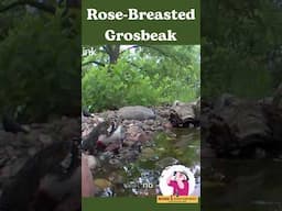 Tips for Identifying and Attracting Rose-breasted Grosbeak this Spring