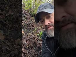 Want to find more Morel mushrooms? #nature #ediblemushroom #mushroom