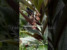 Understudied Plant Group Makes Wonderful Garden and House plants - Ardisias