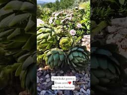 A simple life in the Portuguese countryside! Harvest of...