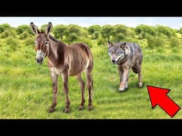 These Donkeys fight Wolves and Leopards!
