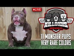 TOMORROW IT GOES DOWN !!!!! KILLINOIS KENNELS LIVE AMERICAN BULLY TALK!!!!!!!