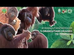 MEET THE CANDIDATES FOR OUR 27TH ORANGUTAN RELEASE FROM SAMBOJA LESTARI