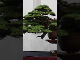 The best Bonsai trees #winning #awards #bonsai #bonsaitree