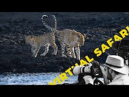 Injured Mother REUNITES with Her Cub- Virtual Safari #275