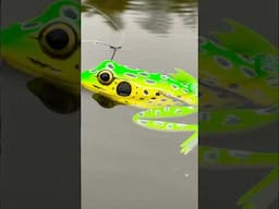 This Topwater Frog Is CRAZY Realistic!
