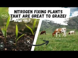 Nitrogen Fixing Grasses that are also great for Grazing!