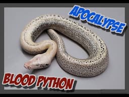 Turok x T- Albino 007 Blood Python Clutch Hatching!
