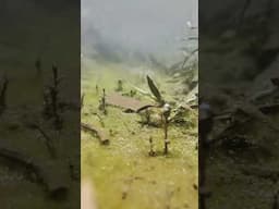 water video #shorts
