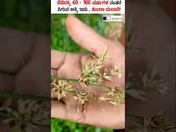 ಬಿದಿರಕ್ಕಿ ಇಷ್ಟೊಂದು ದುಬಾರಿ ಯಾಕೆ ಗೊತ್ತಾ? Bamboo Rice Health Benefits in Kannada #shorts