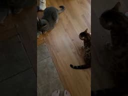 Henry screams #bengalcatsworld #viralshort #cat #car #angrycat #angrycatsounds