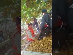 Kiwi fruit picking job New Zealand