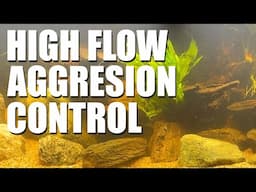 Using High Flow to Control Aggression for challenging species
