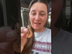 This is how we make dried shrimp! #louisiana #cajun #shrimp #driedshrimp