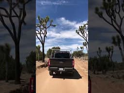 SECRET ROAD INTO JOSHUA TREE NP 200 YEAR OLD TREES #joshuatreenationalpark #california #shorts