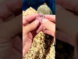 Brand new Baby hedgehogs #hedgehog #animal #shorts