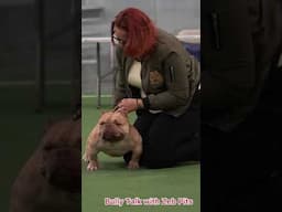 Exotic American Bully