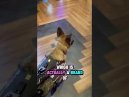My Guide Dog Pet Peeve? 🦮