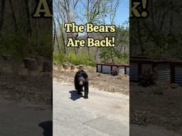 Bears are Back! #shorts #blackbear #wildlife #viral #naturelovers #blackbears #trending