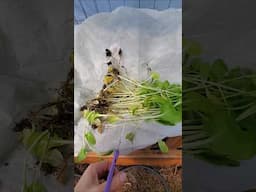 Hotbed First Harvest Ending In April #wintergarden #garden #homestead