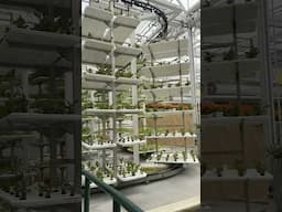 Did you know there’s a Aquaponics Vegetable FARM inside of Disney World?!