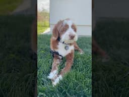 Days With Dave | Mini Tuxedo Goldendoodle #minigoldendoodle #blazerev #teslacharging