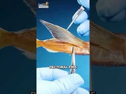 This Fish Can Fly