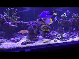 Waterbox Infinia Frag 175.6 | Another trip update