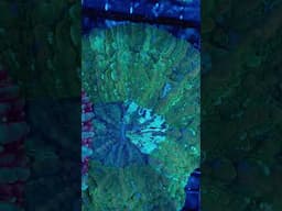 These Meat Corals Are Stunning 🤩