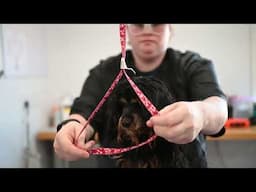 Surprising Discovery During Dog Grooming!