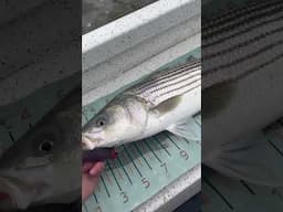 Jigging NLBN Swimbaits For Slot Striped Bass!