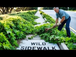 Men Removed A Jungle-Like Sidewalk ! [BY ‪@CleanupMowing‬]