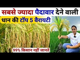 2025 में सबसे ज्यादा पैदावार देने वाली🌾 धान की टॉप 5 वैरायटी | dhan ki top variety | dhan ki kheti