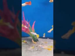 Guppy Fish | Rainbow Colours | Beautiful Colourful fish
