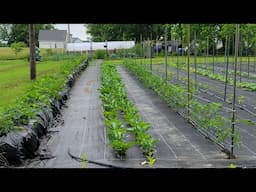 Saturday Garden Walk Through May 24, 2025